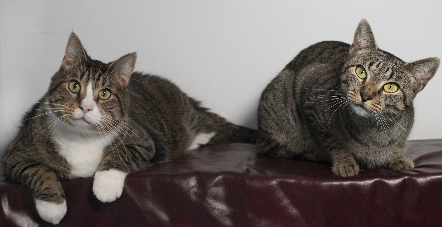 Senior Pet Home New York cat photo